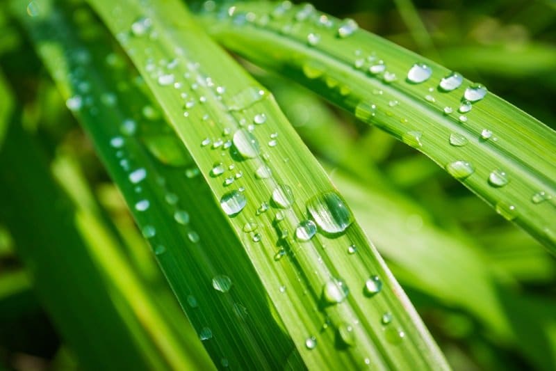 Aroma citrónové trávy uvolňuje stres a napětí, působí proti únavě a zvyšuje schopnost koncentrace.